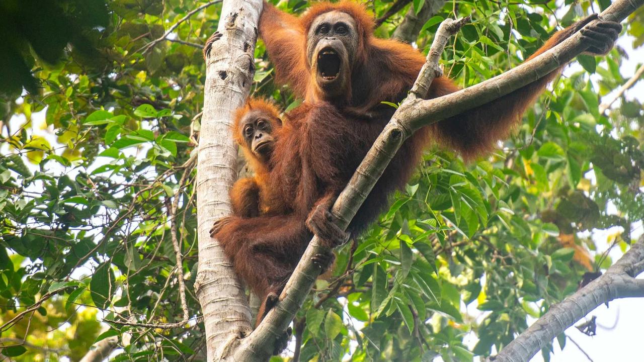 FOTO: Puluhan Orangutan Tapanuli Tewas Diterjang Longsor