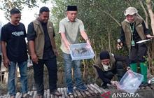 Pelepasliaran Bibit Kepiting dan Penanaman Mangrove Perkuat Konservasi di Mangrove Park Lampulo