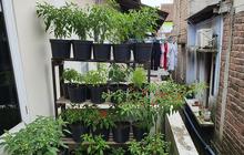 7 Inspirasi Kebun Cabai Mini di Rumah Tanpa Halaman, Cocok untuk Lahan Sempit