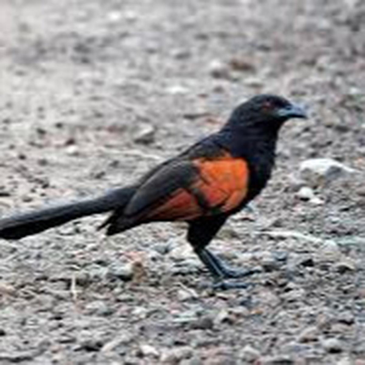 Burung Bubut