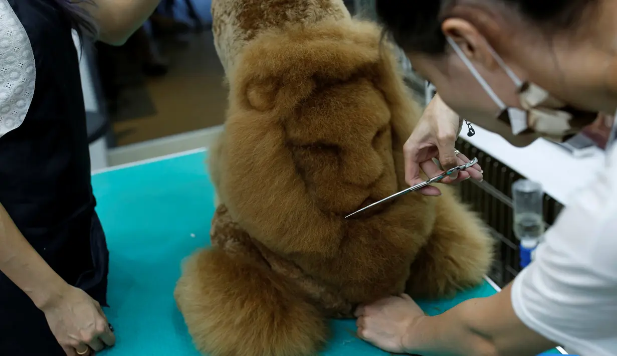 Seorang karyawan memotong bulu anjing berbentuk Singa di salon hewan, Tainan , Taiwan, (19/6). Dibukanya salon potong hewan unik ini karena antusias pemilik hewan yang ingin memotong peliharaannya sesuai keinginannya. (REUTERS / Tyrone Siu)