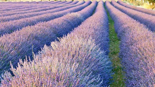 Ingin Liburan Musim Semi? Intip 13 Destinasi Seru Berikut Ini