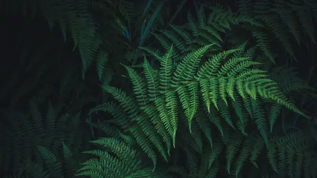 Fern Mini (Pakis Mini)