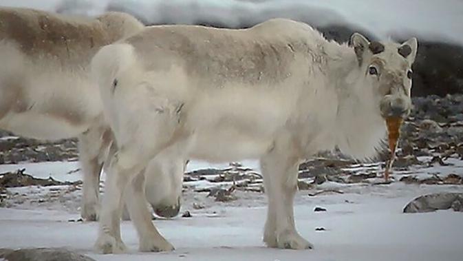 Seekor rusa kutub Svalbard tertangkap kamera peneliti sedang mengunyah rumput laut di kawasan Arktik utara. (Norges Teknisk-Naturvitenskaplige Universitet)