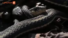 Salah langkah dalam menangani gigitan ular, maka akan berakibat fatal dalam tubuh.