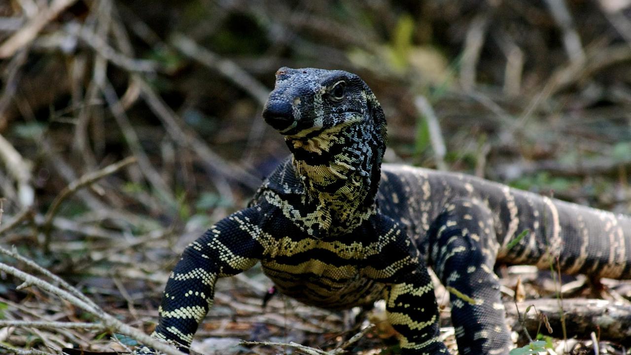 Waspada! Tanda Lingkungan Sekitar Rumah Jadi Habitat Biawak, Ini Cara Rumah Tak Dimasukinya