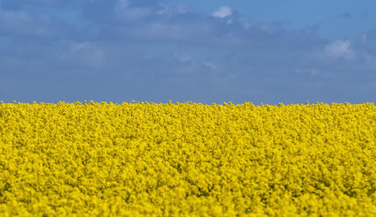 Ladang bunga canola berwarna kuning keemasan yang mekar dan langit biru di Lellinge dekat Koege, Denmark timur, pada 15 Mei 2022. Lanskap tersebut terlihat menyerupai warna bendera nasional Ukraina yang berwarna biru dan kuning. (Mads Claus Rasmussen / Ritzau Scanpix / AFP)