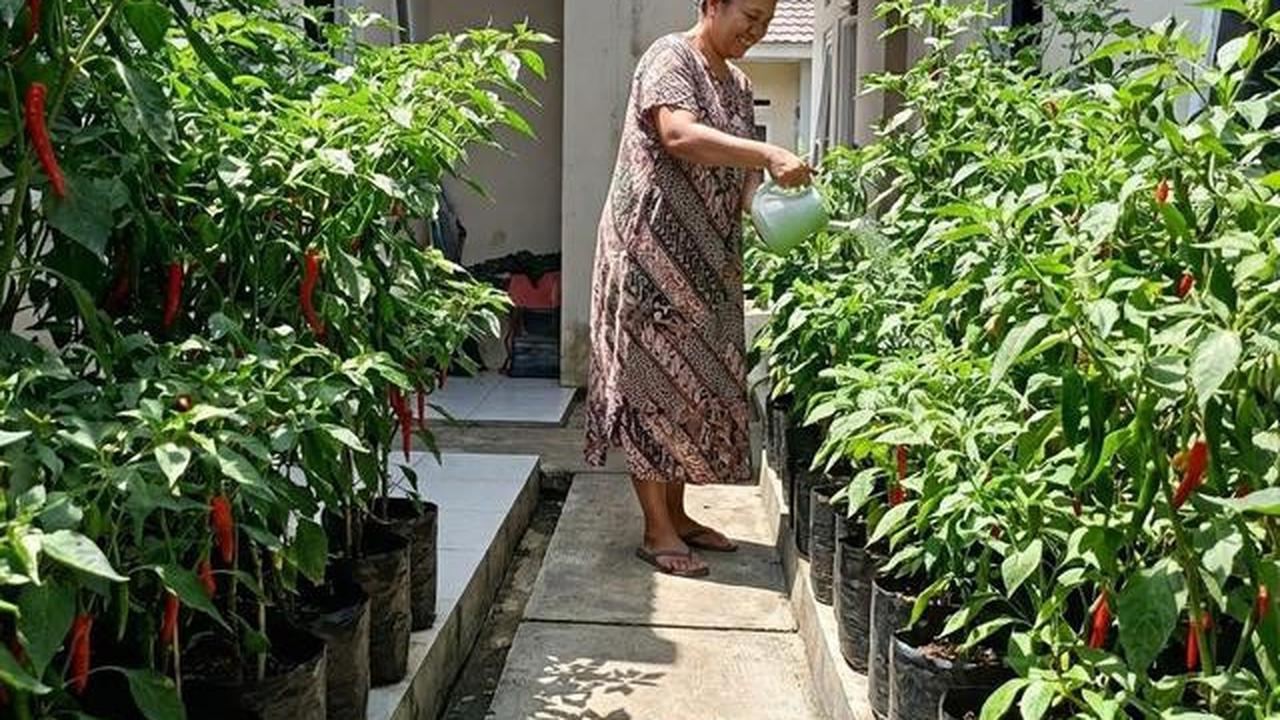 6 Tanaman Sayur yang Cocok untuk Lahan Kecil Perkotaan dan Minim Sinar Matahari