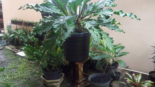 [Bintang] Gelombang Ini Pernah Bikin Heboh Sebelum Gelombang Panas Di India