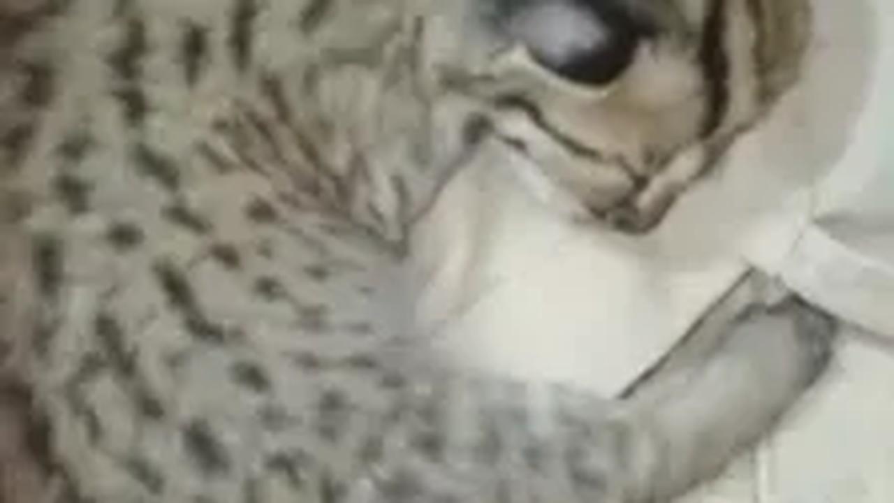 Terancam Punah, Begini Potret Anakan Kucing Macan Akar yang Dilindungi Undang-Undang saat Ditemukan Tanpa Sengaja