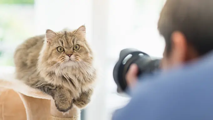 Tips Foto Session Bersama Kucing Kesayangan, Siap Terpesona sama Hasil Jepretannya?