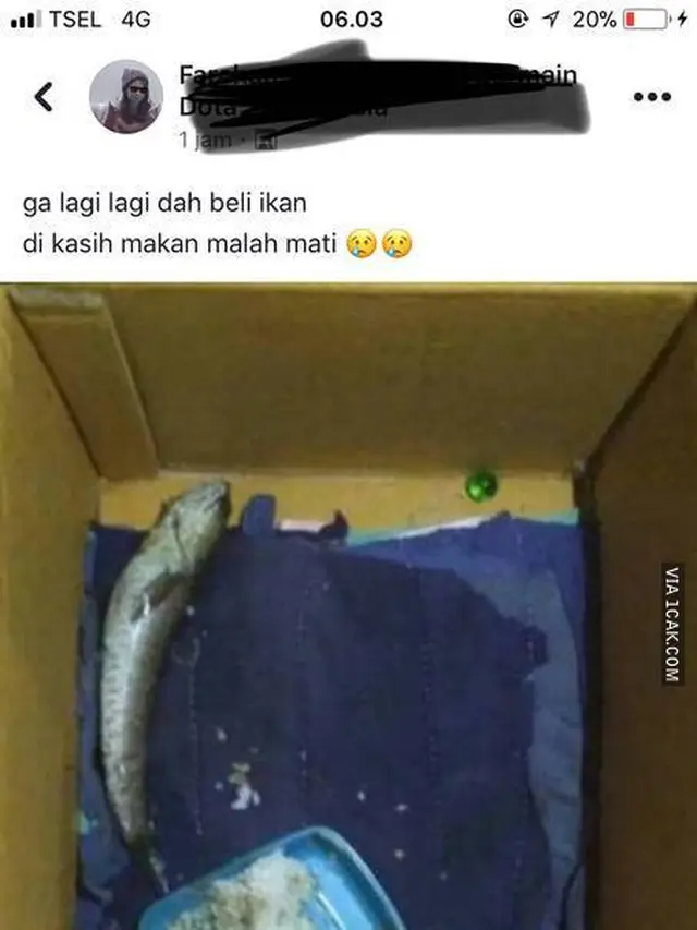 6 Tempat Pelihara Ikan Hias Ini Anti-mainstream Banget, Bikin Tepuk Jidat