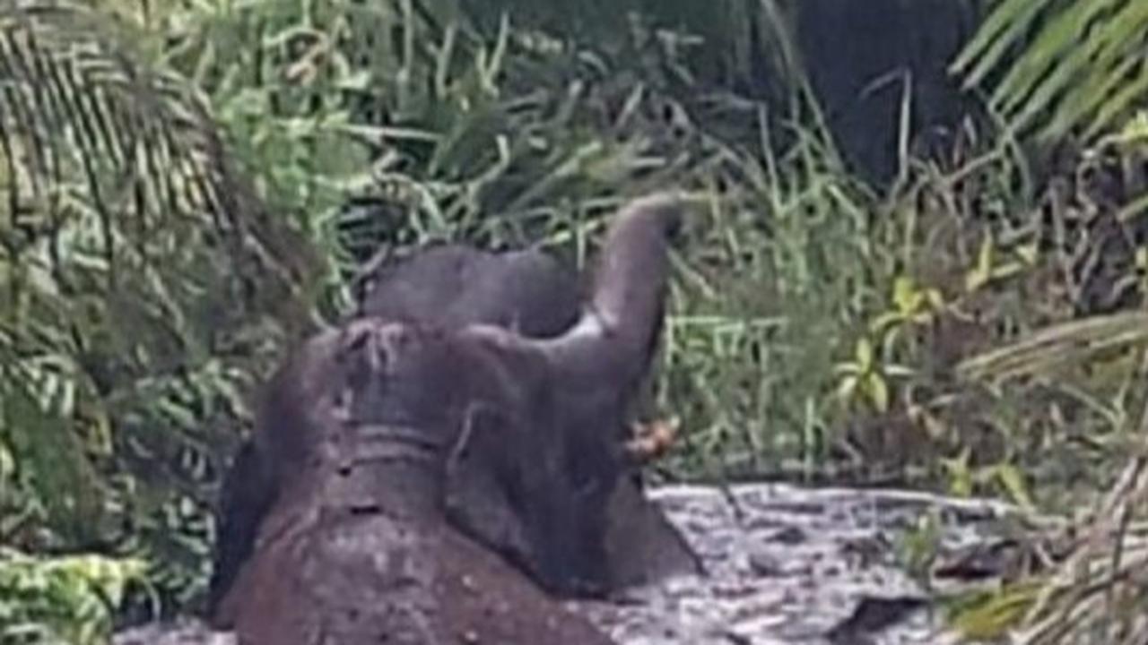 82 Km Pagar Listrik Amankan Aceh dari Konflik Manusia-Satwa Liar