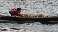 drh. Erni Suyanti Musabine dan Harimau Terluka di Sebuah Perahu. Foto : BKSDA Bengkulu | Erni Suyanti Musabine