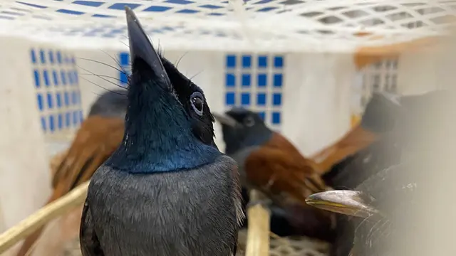 Patroli Senyap di Tahura Wan Abdul Rachman, Menjaga Burung dari Jerat Pemburu Liar