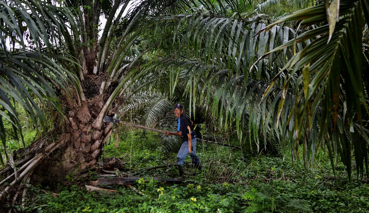 Seorang pekerja sedang menebang pohon di perkebunan kelapa sawit di Sampoiniet, provinsi Aceh (7/3/2021). Kelapa sawit merupakan tanaman perkebunan yang memiliki produksi terbesar di Kabupaten Aceh. (AFP Photo/Chaideer Mahyuddin)