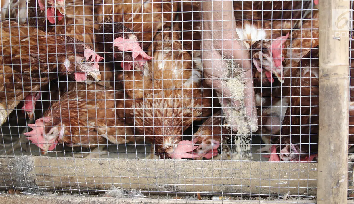 Pedagang memberi makan ayam di kawasan jalan raya Bogor KM 32, Depok, Selasa (12/6). Menjelang perayaan Idul Fitri 1439 H, para pedagang ayam dan entok mulai memadati pinggir jalan raya Bogor KM 32. (Liputan6.com/Herman Zakharia)
