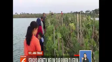 Kebun melon Cak Wung di Desa Dororejo, Pati, Jawa Tengah, bisa dijadikan tempat ngabuburit asyik untuk memetik buah melon.