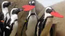Kawanan penguin mendapat sarang berbentuk hati dari para ahli biologi di Akademi Ilmu Pengetahuan California yang terletak di San Francisco, Selasa (13/2). Kado itu sebagai bentuk perayaan hari Valentine atau kasih sayang. (AP Photo/Marcio Jose Sanchez)