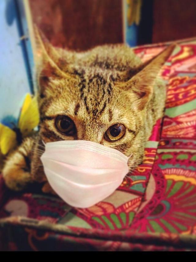 6 Potret Lucu Kucing Pakai Masker hingga Face Shield, Ikut Cegah Virus