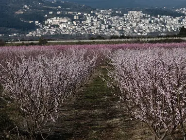Pohon persik berbunga di sebelah kota Veria, Yunani utara, pada 19 Maret 2019. Mekarnya bunga persik jadi fenomena tahunan di pedesaan Yunani, yang menyerupai mekarnya bunga sakura di Jepang. (Sakis MITROLIDIS / AFP)