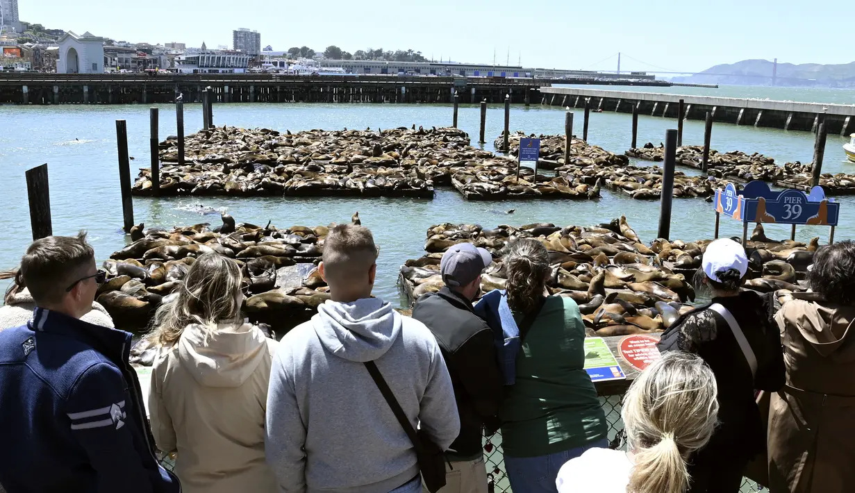 Penjaga dermaga Pier 39, Sheila Candor, mengatakan bahwa dalam sepekan terakhir, sekitar 1.000 ekor singa laut terlihat di dermaga tersebut. (Yuri Avila/San Francisco Chronicle via AP)