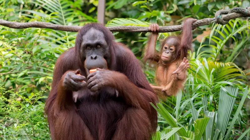 Keberadaannya Terancam Punah, Kiehl’s Ajak Masyarakat Menjaga Kelestarian Orang Utan