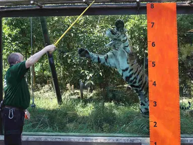 Seorang pawang harimau memberi makan seekor Harimau Sumatera di Kebun Binatang London, Inggris, Rabu (24/8). Harimau tersebut akan diukur berat badannya yang rutin dilakukan setiap tahun. (REUTERS / Neil Balai)