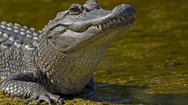 Kronologi Bocah 2 Tahun Hilang Diseret Alligator