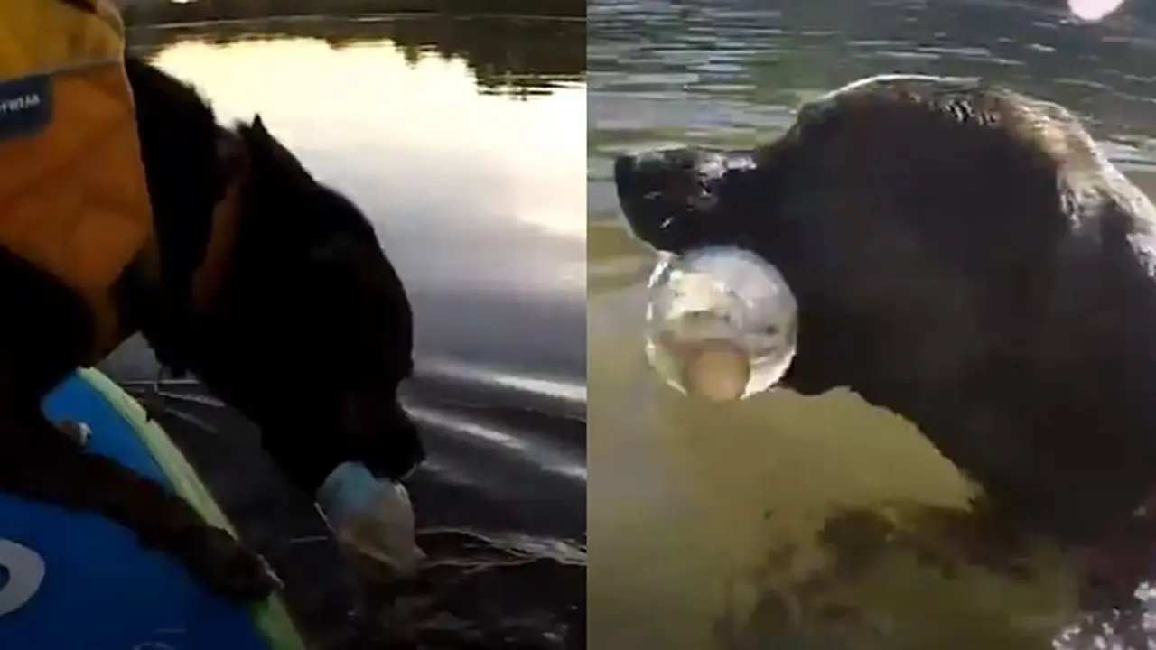Chipper rajin memunguti sampah botol plastik