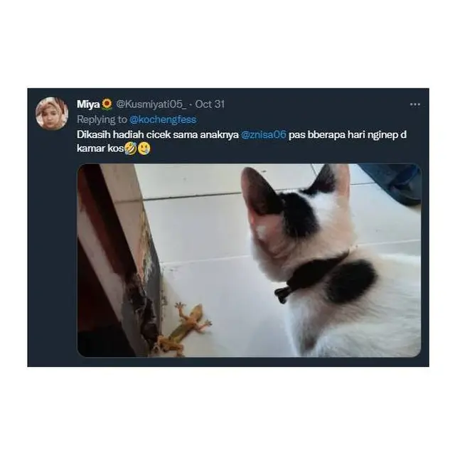 7 Potret Kucing Pulang Ke Rumah Majikan Bawa Oleh-Oleh Ini Bikin Kaget