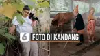 Berbeda dari yang lain aksi pasangan pengantin ini memiliki cara unik untuk mengabadikan momen foto prewedding yaitu di kandang sapi dan bebek.