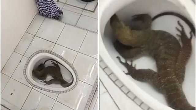 Mengerikan Perempuan Ini Temukan Kadal Besar Di Rumahnya Citizen6 Liputan6 Com