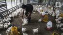 Pekerja memilah ayam yang dipesan konsumen di tempat pemotongan ayam, Jakarta, Jumat (3/12/2021). Jelang Natal dan Tahun Baru harga beberapa kebutuhan pokok khususnya daging sapi dan ayam masih stabil, kecuali minyak goreng curah yang mengalami kenaikan. (Liputan6.com/Johan Tallo)