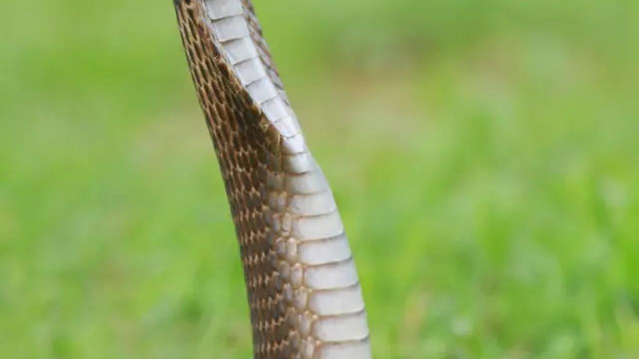 10 Alasan Kenapa Ular Sering Muncul di Area Perumahan Baru, Ini Penjelasan Lengkapnya