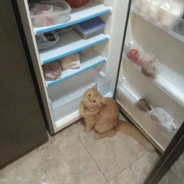 10 Momen Nyeleneh Kucing Masuk Kulkas, Ada yang Nyantai Hingga Cari Makanan