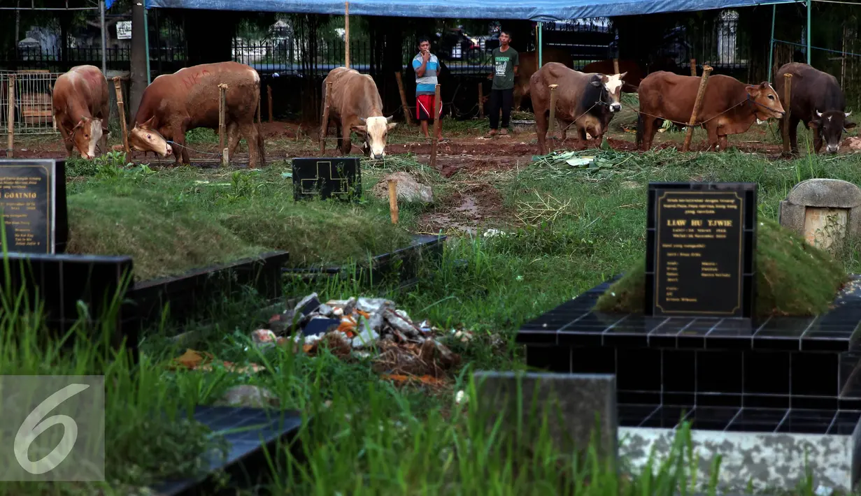 Sejumlah sapi diikat di area Tempat Pemakaman Umum (TPU) di Jakarta, Senin (5/9). Menjelang Hari Raya Idul Adha 1437 H, pedagang hewan ini memanfaatkan lahan kuburan untuk berjualan karena terbatasnya lahan di Jakarta. (Liputan6.com/Johan Tallo)