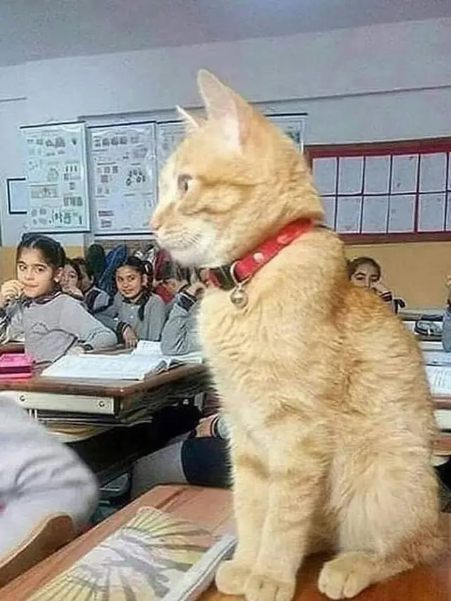 Gemas Banget, 7 Foto Kocaknya Kalau Kucing Sekolah