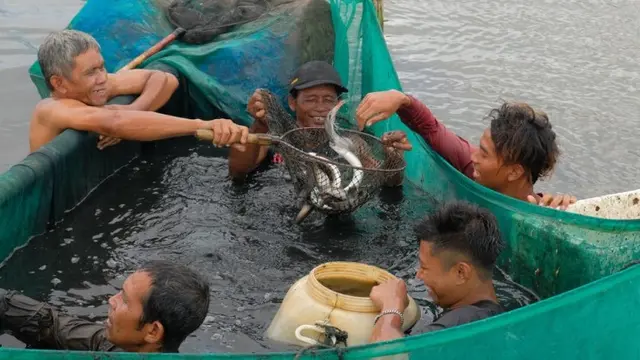 Ikan Sidat di Cilacap