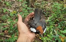 Canggih Pria Ini Tangkap Burung Anis Kembang yang Pernah Jadi Favorit Penghobi Harganya Engak Main-main