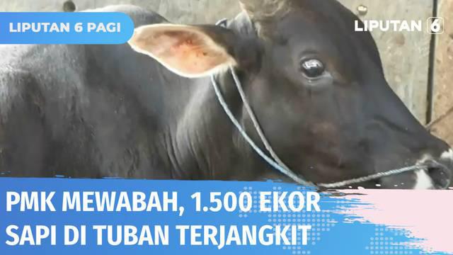 Penyakit Mulut dan Kuku atau PMK terus ditemukan menjangkiti sapi milik peternak di Tuban. Sebanyak 1.500 ekor sapi diketahui tertular virus PMK, enam di antaranya mati. Cegah virus meluas, petugas tutup aktivitas pasar sapi di Tuban.