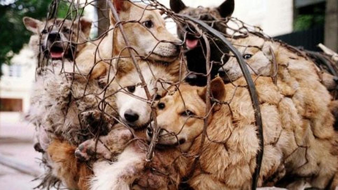 Festival Yulin, tradisi makan anjing dan kucing di China