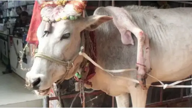 Sapi Punya Lima Kaki