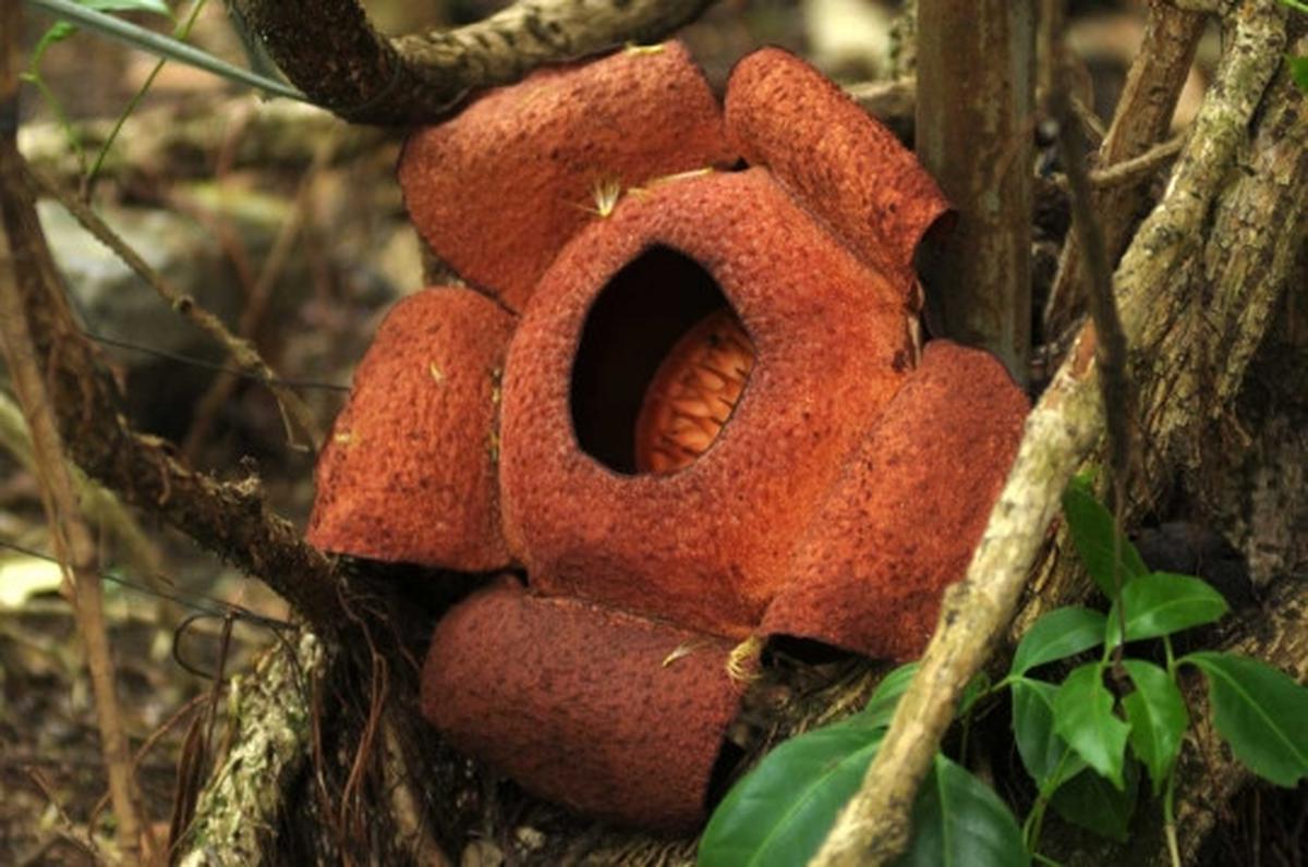 Melihat Rafflesia Patma yang langka tumbuh mekar di Kebun Raya Bogor