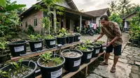 7 Cara Budidaya Belut di Ember untuk Pemula yang Mudah, Peluang Usaha Rumahan