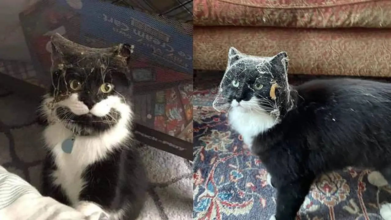 7 Potret Nyeleneh Kucing Terperangkap Sarang Laba-Laba Ini Kocak