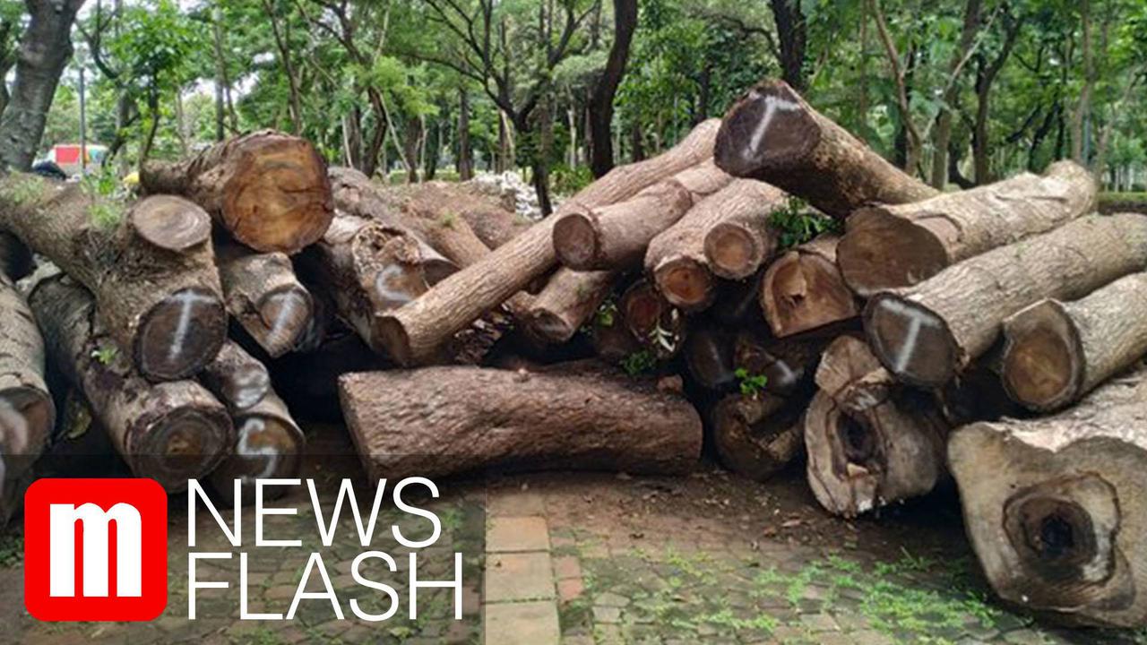 VIDEO: Investigasi Revitalisasi Monas, Tim Komrah Temukan Pohon yang Hilang