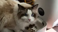 12 Tips Tinggalkan Kucing Peliharaan untuk Mudik, Lebaran Tenang Anabul Nyaman