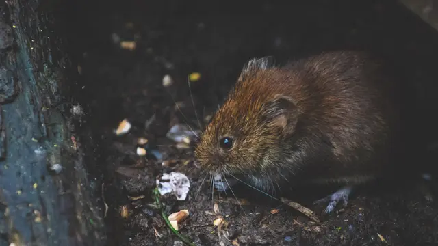 7 Arti Mimpi Tikus, Sering Dipercaya Sebagai Pertanda Buruk