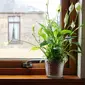 Tanaman Hias Peace Lily mampu bersihkan udara ruangan rumah. Source: Shutterstock
